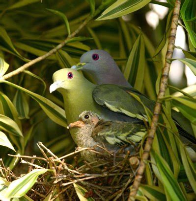 Bird Ecology Study Group, Nature Society (Singapore): Pink-necked Green Pigeons 3 – Sharing of ...