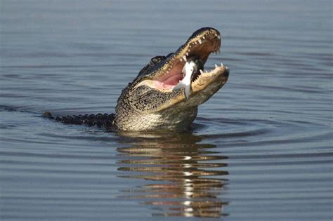 American Alligator Eating A Catfish - Crocodile Facts and Information