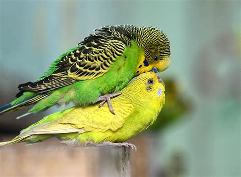 Parakeet Courtship and Breeding Behavior | Nesting and Breeding | Parakeets