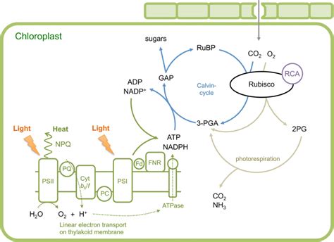 Schematic illustration of photosynthesis reactions in C3 plants ...