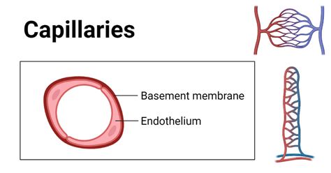 Capillaries: Structure, 3 Types, Functions, Diseases