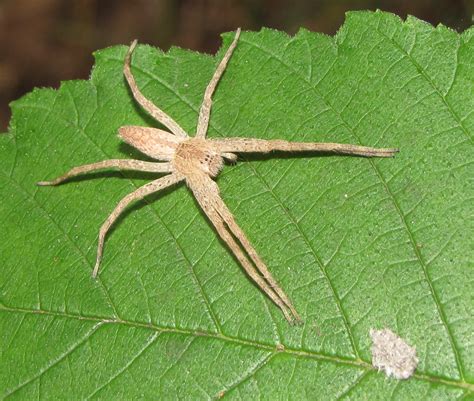 Bug Eric: Spider Sunday: Slender Crab Spiders (and their look-a-likes)