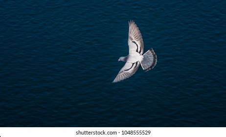 Bird top view Images, Stock Photos & Vectors | Shutterstock