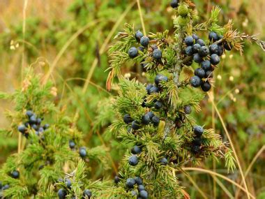 Common Juniper: Identification, Leaves, Bark & Habitat | Juniperus communis