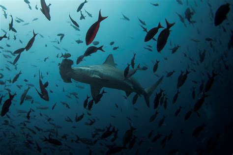 Researchers discover new hammerhead shark nursery in Galapagos | Daily ...