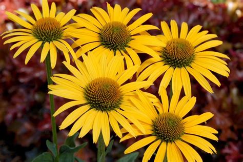 New and Unusual Coneflower Varieties | HGTV