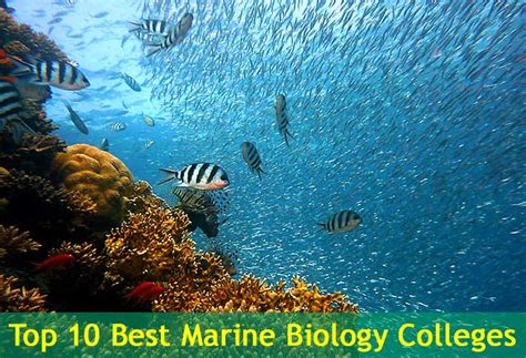 Top 10 Best Marine Biology Colleges in the USA | BioExplorer.Net