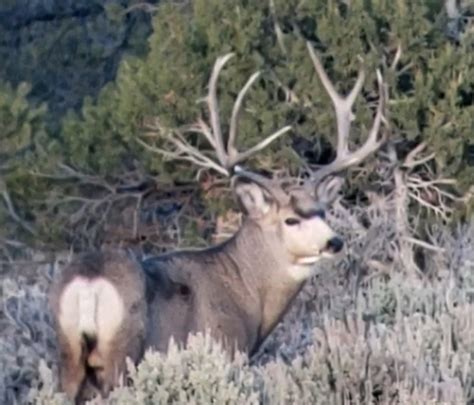 The Biggest Kaibab Mule Deer in 2018 - Exclusive Pursuit Outfitters, LLC