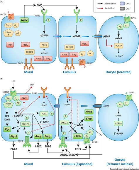 Endocrine, Paracrine, and Autocrine Signaling Pathways That Regulate Ovulation: Trends in ...