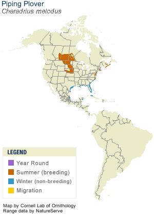 Piping Plover, Life History, All About Birds - Cornell Lab of Ornithology