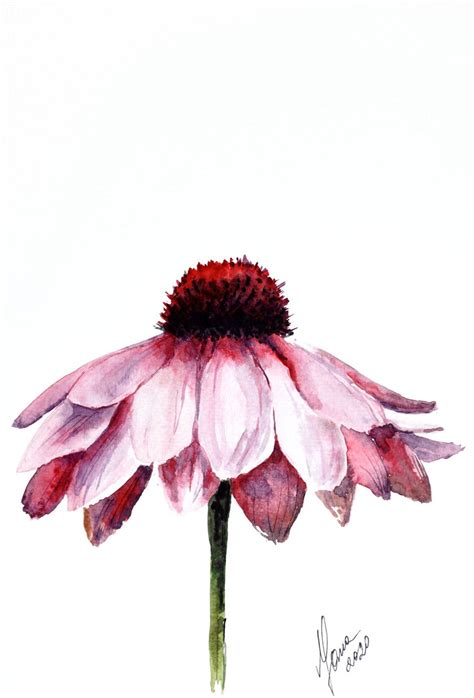 Pink Daisy Flower in Watercolor - ORIGINAL Painting (2020) Watercolour by Yana Shvets ...