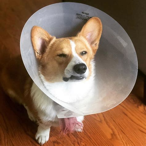 20 pictures of dogs and cats wearing the cone of shame