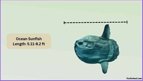 Ocean Sunfish Size: How Big Are They Compared To Others?