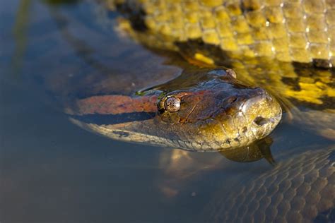 Yr Anaconda Rhyfeddol: Y Neidr Sy'n Llyncu Dyn