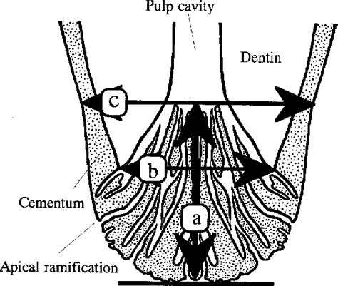 [PDF] The formation of apical delta of the permanent teeth in dogs. | Semantic Scholar