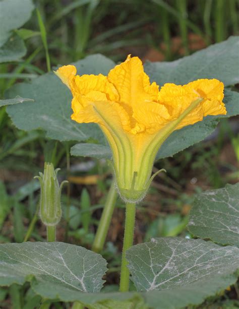 Cucurbita maxima Duchesne | Plants of the World Online | Kew Science