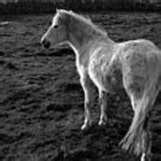 Connemara pony Ireland Photograph by Pierre Leclerc Photography - Fine Art America