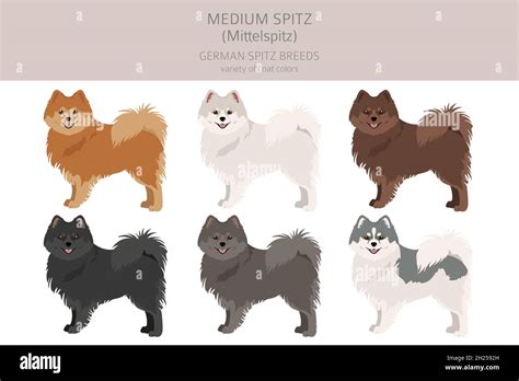 German spitz, Medium spitz clipart. Different poses, coat colors set ...