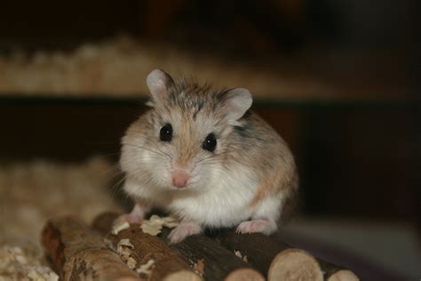 File:Cute roborovski hamster.jpg - Wikipedia