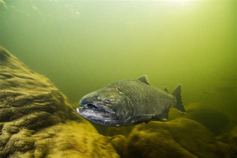 The battle to protect the heart of the Fraser River - The Narwhal