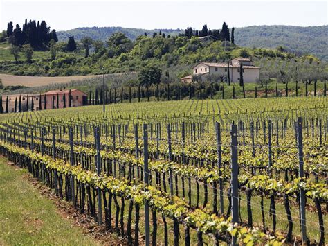 History and tradition Le Buche winery Azienda vitivinicola Le Buche