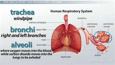 Human Body Systems Diagram