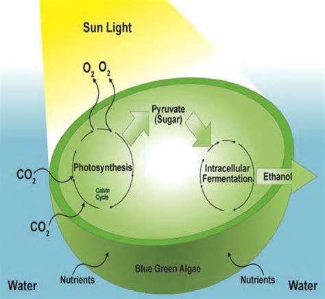 ethanol from algae - http://making-biodiesel-books.com