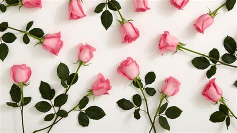 Pink Roses With White Background HD Pink Wallpapers | HD Wallpapers | ID #37306