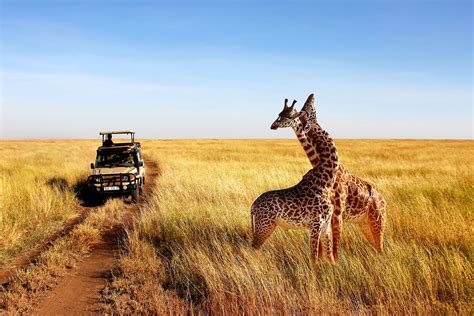 Tanzania, Northern Circuit | Adumu Safaris