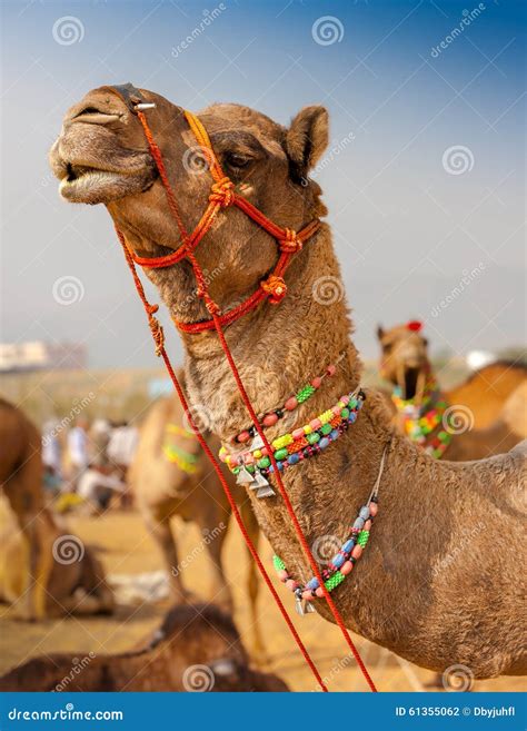 Decorated Camel At The Pushkar Fair - India Stock Photo - Image: 61355062