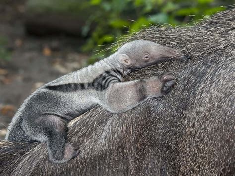 Baby Anteater: 6 Pictures and 6 Incredible Facts - A-Z Animals