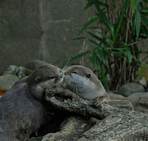 Otter Kiss | Otters, Otter love, Sea otter