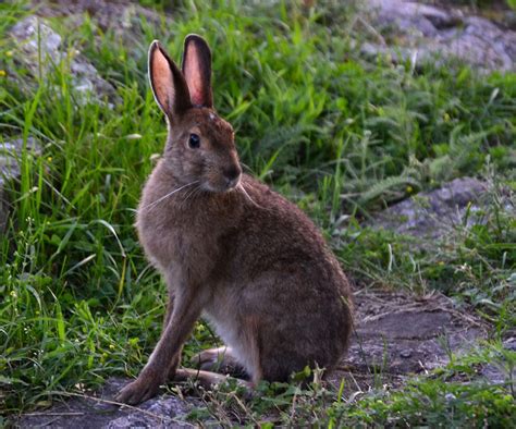 Snowshoe Hare Foot