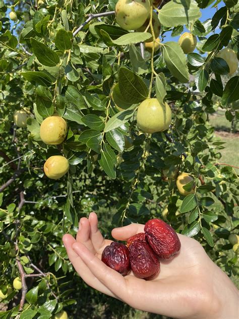 GA 866 Jujube Tree - Bob Wells Nursery - U.S. Shipping