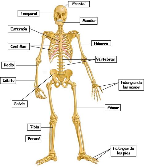 El Cuerpo Humano: Los huesos