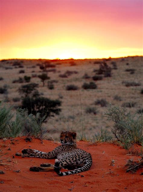 Safari In South Africa's Kalahari Desert [Experience]