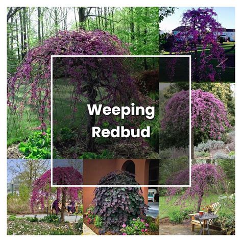 How to Grow Weeping Redbud - Plant Care & Tips | NorwichGardener