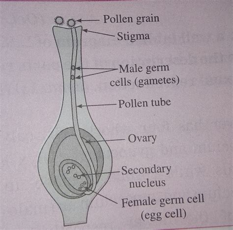 Classification Of Angiosperms Explained With Diagram