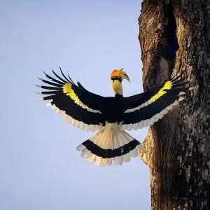 Great Hornbill - Facts, Diet, Habitat & Pictures on Animalia.bio