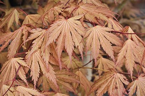 Acer palmatum 'Ariadne'