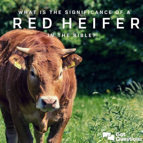 What is the significance of a red heifer in the Bible? Is a red heifer ...