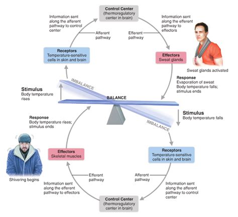 Endocrine