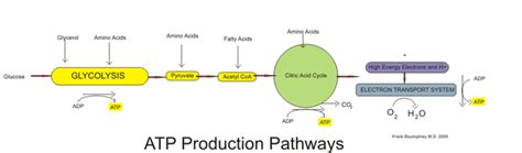 ChemTalk | What is ATP in Biology?