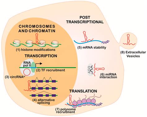 ncRNA | Free Full-Text | Long Non-Coding RNAs in the Regulation of Gene Expression: Physiology ...