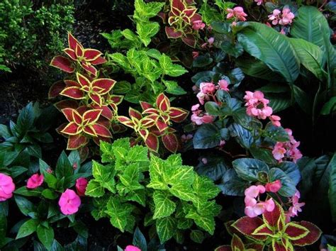 Plantes d'ombre pour le jardin en 25 photos fascinantes! | Plante ombre ...