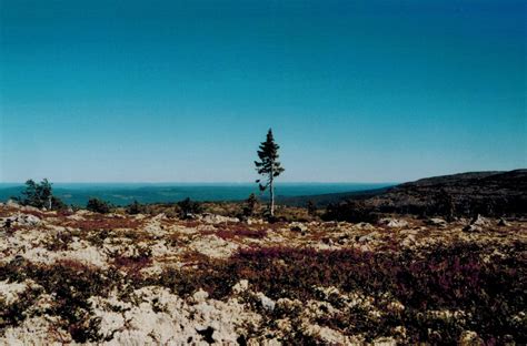 Old Tjikko, the World's Oldest Tree | Happy Eco News