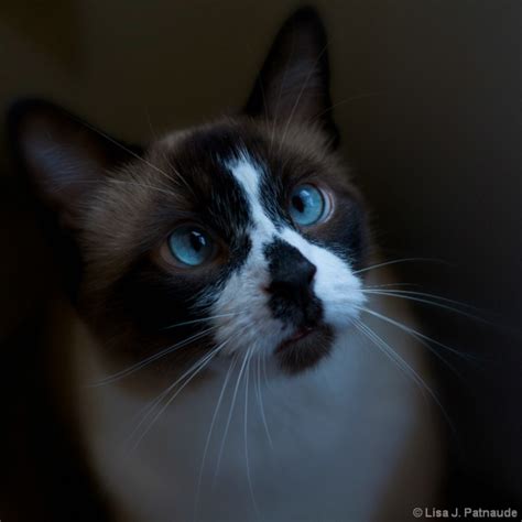 Pictures of Snowshoe Cat Breed Snowshoe Cat, Beautiful Cats, Cat Breeds ...