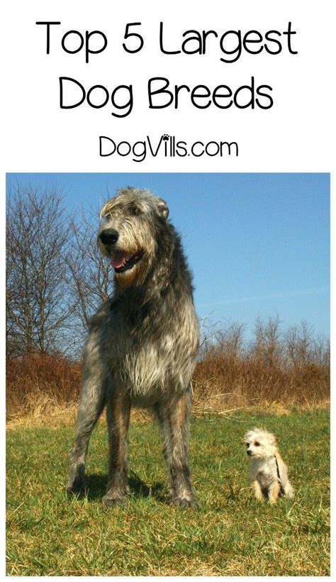 The 20 best big dog breeds top large dogs for kids families – Artofit