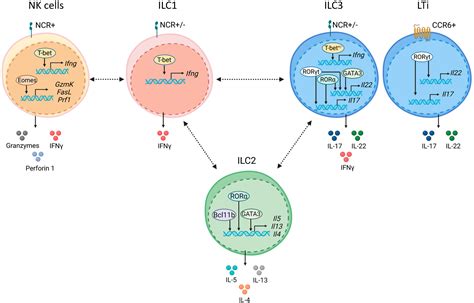 Frontiers | Transcriptional control of ILC identity