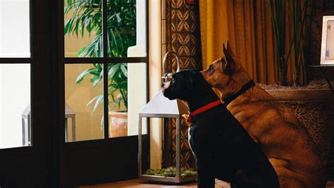 Pet Friendly Hotels Portland | Kimpton RiverPlace Hotel